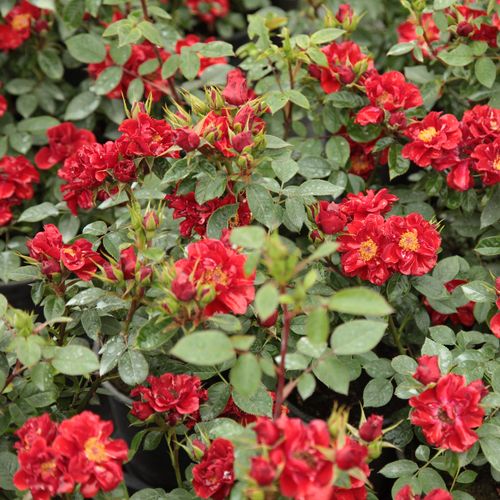 Požární červená - Stromková růže s klasickými květy - stromková růže s kompaktním tvarem koruny